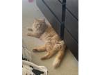 Adopt Rusty a Orange or Red Domestic Longhair / Maine Coon / Mixed cat in Santa