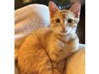 Adopt Oro - (gold in spanish) a Orange or Red Tabby British Shorthair (short