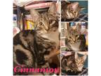 Adopt Cinnamon a Brown Tabby Domestic Shorthair (short coat) cat in Hollister