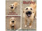 Adopt Bunny a Tan/Yellow/Fawn Mixed Breed (Medium) / Mixed dog in Boaz