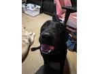 Adopt Leo a Black Labrador Retriever / Mixed dog in Burleson, TX (37759881)