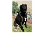 Adopt A Four Top Litter a Black Labrador Retriever / Pit Bull Terrier / Mixed