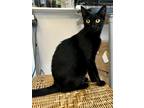 Adopt Jetta a All Black Domestic Shorthair (short coat) cat in Oceanside