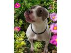 Adopt Shilo A045032 a Staffordshire Bull Terrier / Mixed Breed (Medium) / Mixed