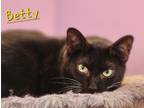 Adopt Betty a Domestic Shorthair / Mixed (short coat) cat in Cambridge