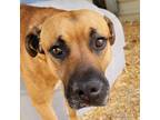 Adopt Frank Ott a Mixed Breed (Medium) / Mixed dog in Washburn, MO (37841140)