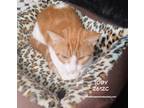 Adopt Wally/Waldo a Domestic Shorthair / Mixed (short coat) cat in Spring