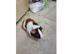 Adopt Otis (fostered in Blair) a White Guinea Pig small animal in Papillion