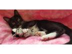 Adopt S'mores a Black & White or Tuxedo Domestic Shorthair / Mixed (short coat)