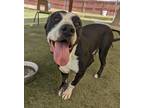 Adopt Rooster a Black - with White American Staffordshire Terrier dog in Denver