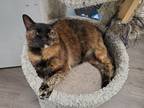 Adopt Rosie a Brown or Chocolate (Mostly) Domestic Shorthair / Mixed cat in