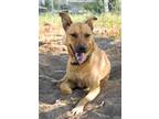 Adopt Chardonnay a Tan/Yellow/Fawn Belgian Malinois / Chow Chow dog in Mission