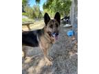 Adopt Rosemary a German Shepherd Dog / Mixed dog in Van Nuys, CA (35227539)