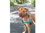 Adopt Knox a Tan/Yellow/Fawn Labrador Retriever dog in Lutz, FL (37884942)