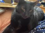Adopt Little Bit a All Black Domestic Shorthair (short coat) cat in mishawaka