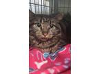Adopt Cleopatra a Brown or Chocolate (Mostly) Domestic Mediumhair cat in