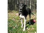 Adopt Echo (19-099) a Black - with White Great Dane / Mixed dog in Inver Grove