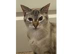 Adopt Bettie Page a Siamese / Mixed (short coat) cat in St.