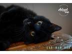 Adopt Catmandoo a All Black American Shorthair cat in MCMINNVILLE, TN (37760382)
