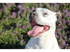 Adopt Cassy a White - with Gray or Silver Pit Bull Terrier / Australian Shepherd