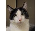 Adopt Jingles a Domestic Shorthair (short coat) cat in Los Lunas, NM (31365342)