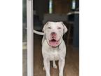 Adopt Houdie Buhner Fenton a White American Pit Bull Terrier dog in Bellingham