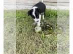 Border Collie PUPPY FOR SALE ADN-735753 - Last two male