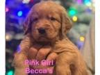 Golden Retriever PUPPY FOR SALE ADN-735608 - Beautiful Red AKC Golden Retriever