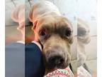 American Staffordshire Terrier Mix DOG FOR ADOPTION RGADN-1193117 - Rylee -