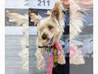 Silky Terrier Mix DOG FOR ADOPTION RGADN-1193109 - Presley - Silky Terrier /