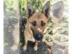 German Shepherd Dog Mix DOG FOR ADOPTION RGADN-1193144 - Nala A416495 - German