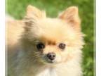Pomeranian DOG FOR ADOPTION RGADN-1193179 - Jenny - Pomeranian Dog For Adoption