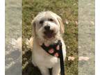Poodle (Standard)-Wheaten Terrier Mix DOG FOR ADOPTION RGADN-1087465 - Tyler -