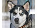 Huskies Mix DOG FOR ADOPTION RGADN-1193108 - Iris - Husky / Mixed (medium coat)