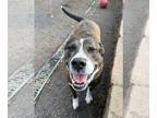 Boxer-Staffordshire Bull Terrier Mix DOG FOR ADOPTION RGADN-1193127 - Winfield