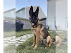 German Shepherd Dog DOG FOR ADOPTION RGADN-1193189 - Arya 2023 - German Shepherd