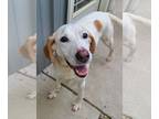 Labbe DOG FOR ADOPTION RGADN-1193143 - Darla - Labrador Retriever / Beagle /