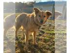 Golden Retriever DOG FOR ADOPTION RGADN-1193116 - Starla Feb 22 - shy but still