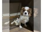 Cavalier King Charles Spaniel DOG FOR ADOPTION RGADN-1193235 - Downstream -