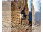 Feist Terrier Mix DOG FOR ADOPTION RGADN-1193164 - Rover - Feist / Australian