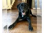 Labrador Retriever DOG FOR ADOPTION RGADN-1193120 - Mason - Labrador Retriever