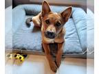 Finnish Spitz-Labrador Retriever Mix DOG FOR ADOPTION RGADN-1193166 - Roy Kent -