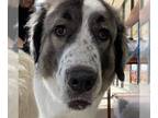 Anatolian Shepherd-Great Pyrenees Mix DOG FOR ADOPTION RGADN-1193175 - Mia -