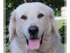 Great Pyrenees DOG FOR ADOPTION RGADN-1193198 - Cleo - Great Pyrenees (long