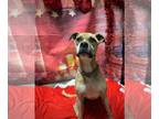 Boxer Mix DOG FOR ADOPTION RGADN-1193155 - Rosie - Boxer / Mixed (short coat)