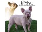 simba - new shade isabella