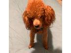Poodle (Toy) Puppy for sale in Orange Grove, TX, USA