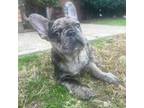 French Bulldog Puppy for sale in Arlington, TX, USA