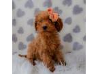 Cavapoo Puppy for sale in Port Washington, OH, USA