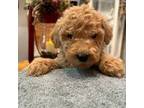 Goldendoodle Puppy for sale in Midland, MI, USA
